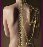 foto coluna vertebral